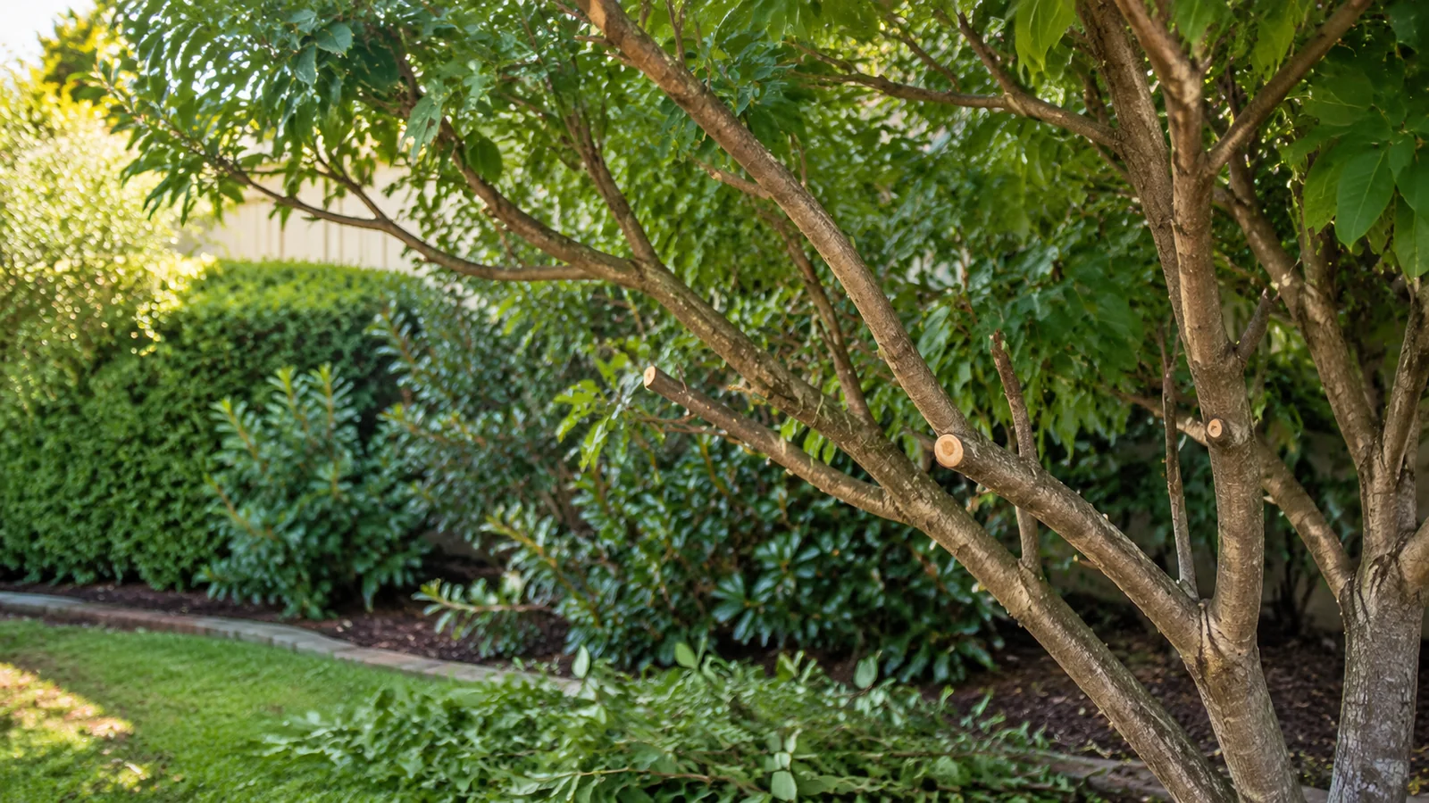 Freshly pruned ornamental tree with clean branch cuts