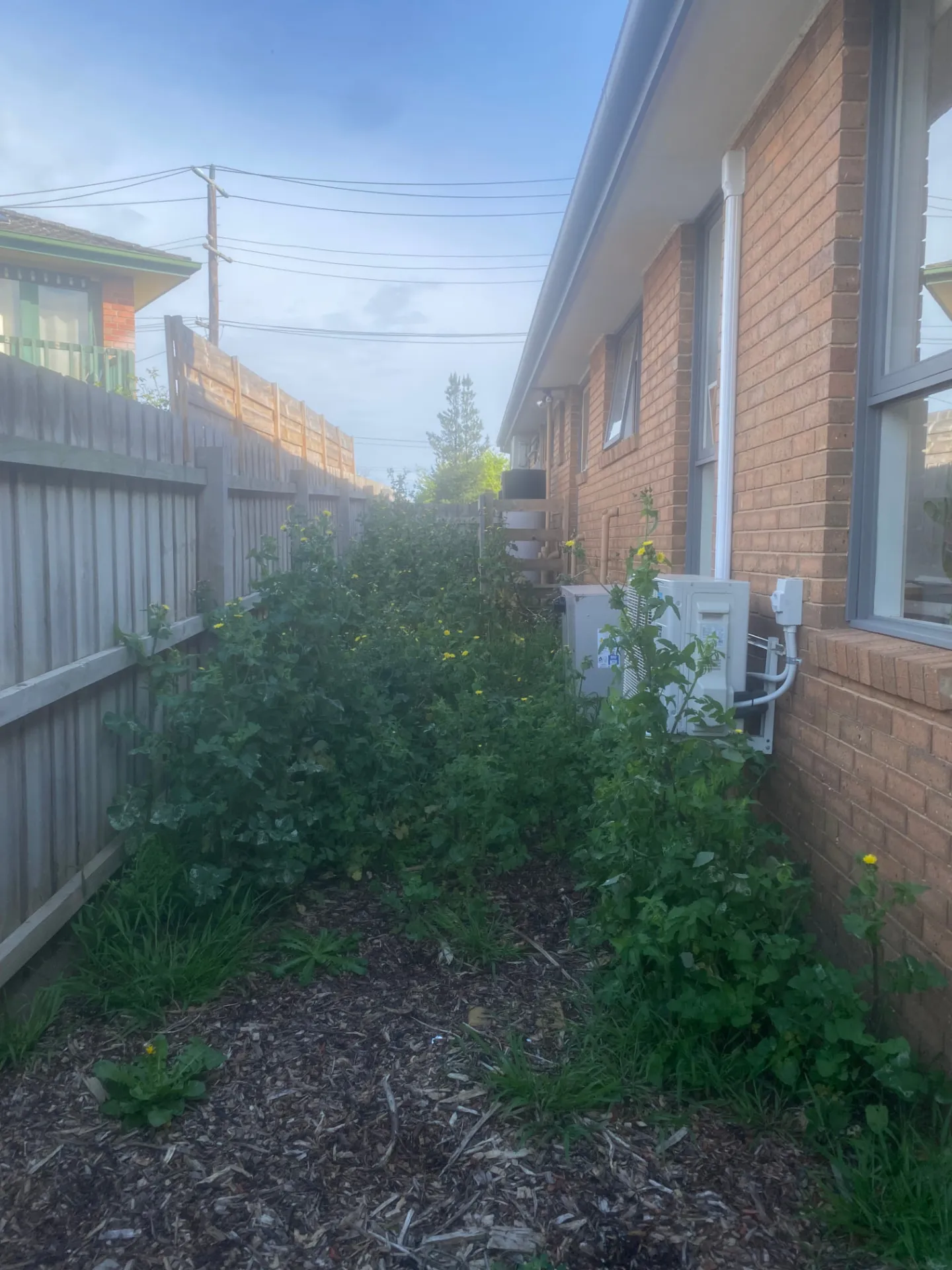Overgrown side garden before an end-of-lease cleanup